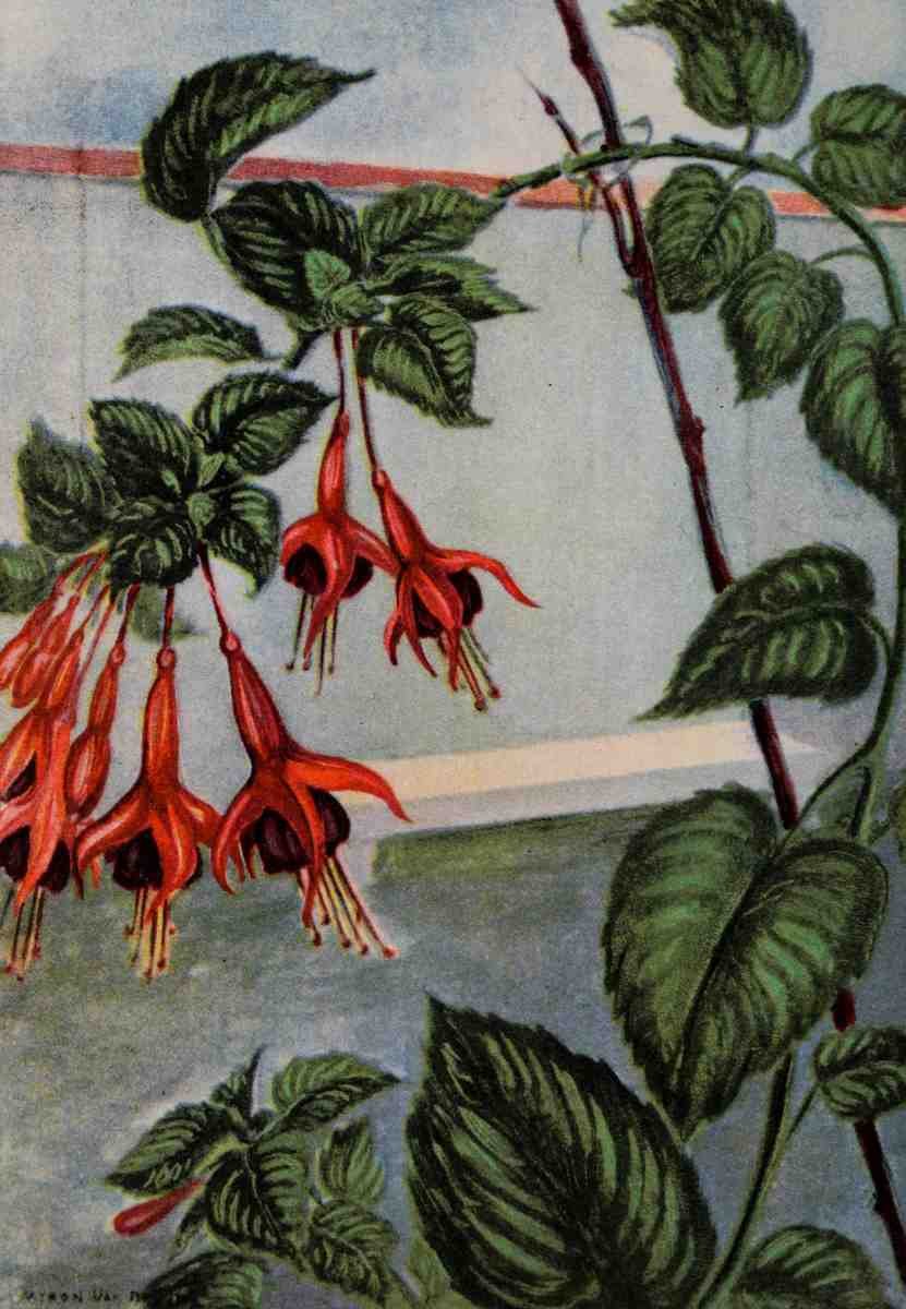 Garden Flowers 1926 Fuchsia Myron Van Brunt 1887 1963 A4 Photo Print