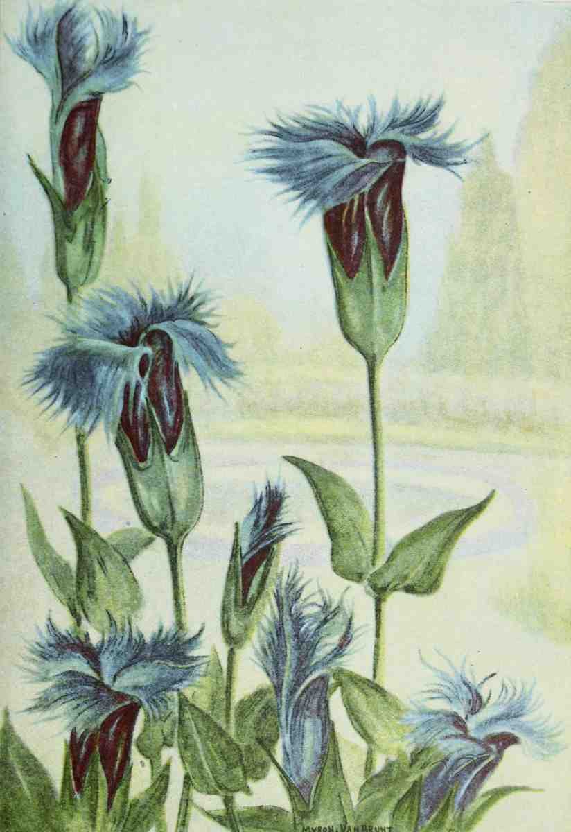 Garden Flowers 1926 Gentian A4 Photo Print