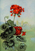 Garden Flowers 1926 Geranium A4 Photo Print