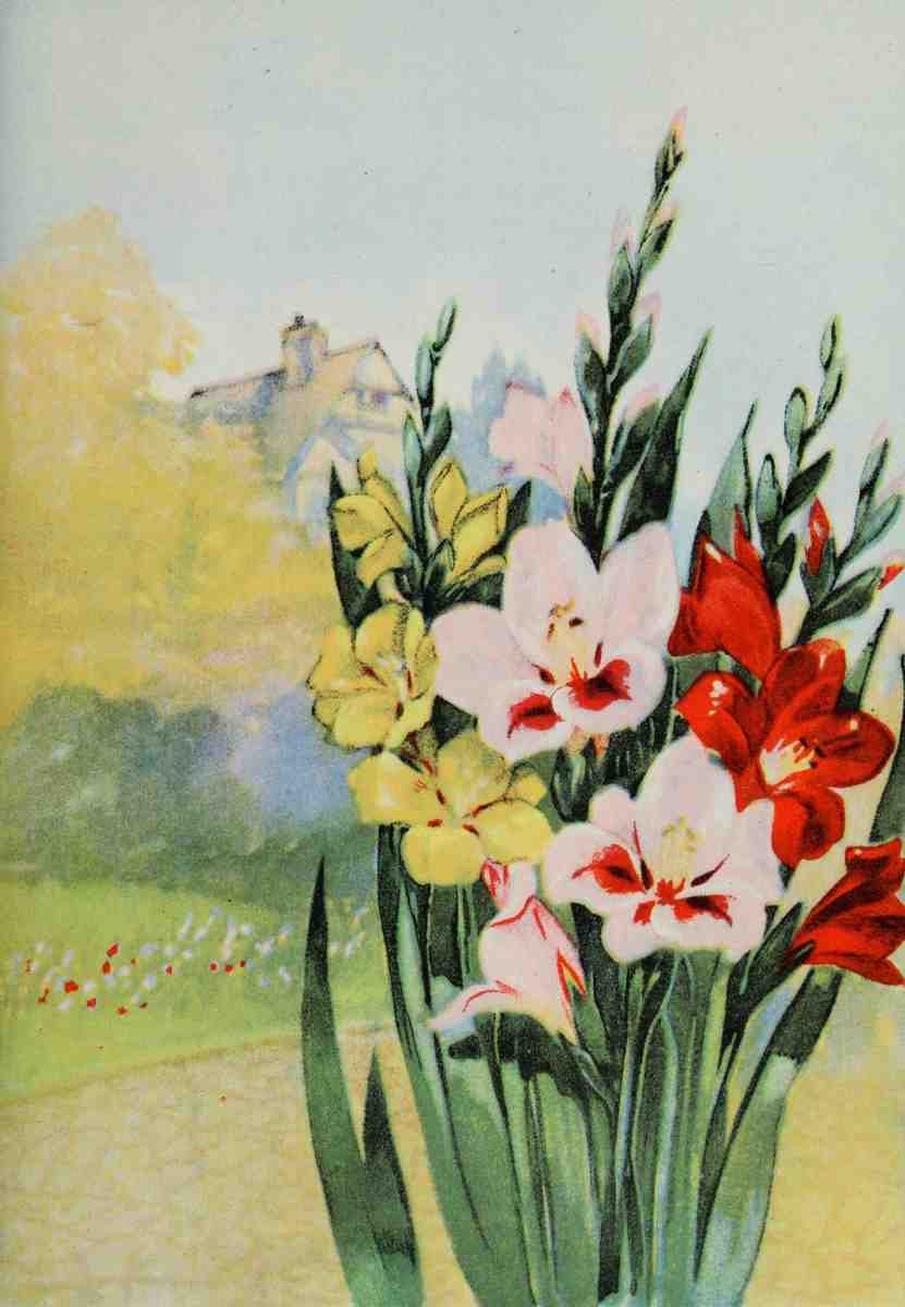 Garden Flowers 1926 Gladiolus A4 Photo Print