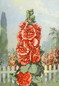 Garden Flowers 1926 Hollyhock A4 Photo Print