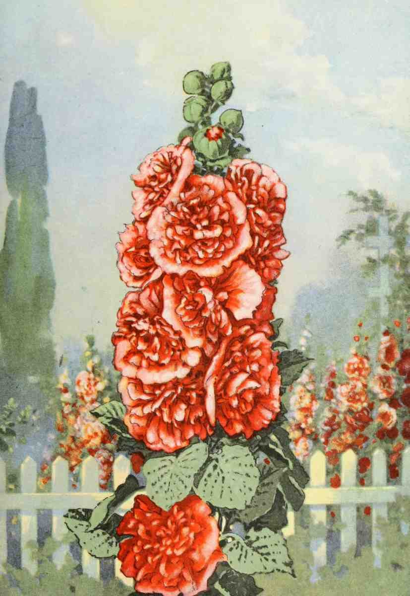 Garden Flowers 1926 Hollyhock A4 Photo Print