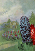 Garden Flowers 1926 Hyacinth A4 Photo Print