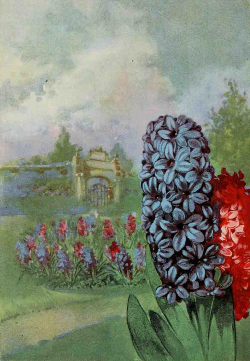 Garden Flowers 1926 Hyacinth A4 Photo Print