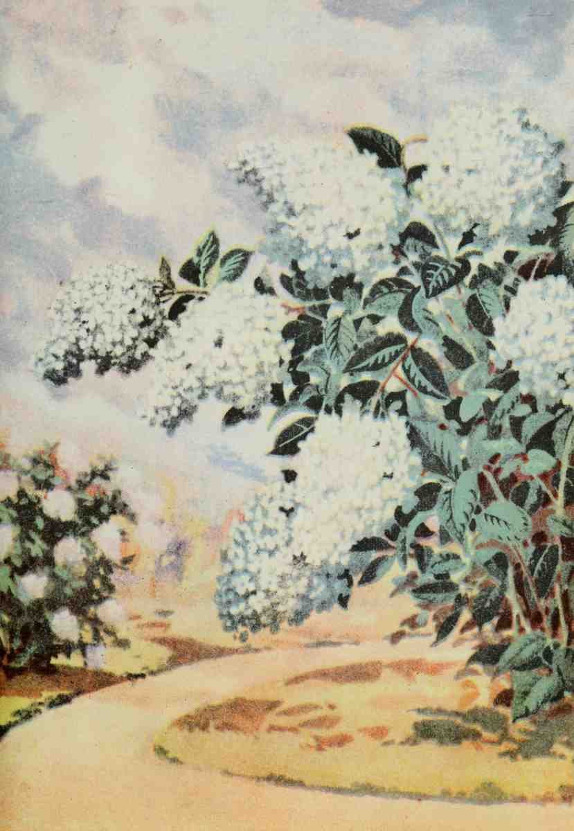 Garden Flowers 1926 Hydrangea A4 Photo Print