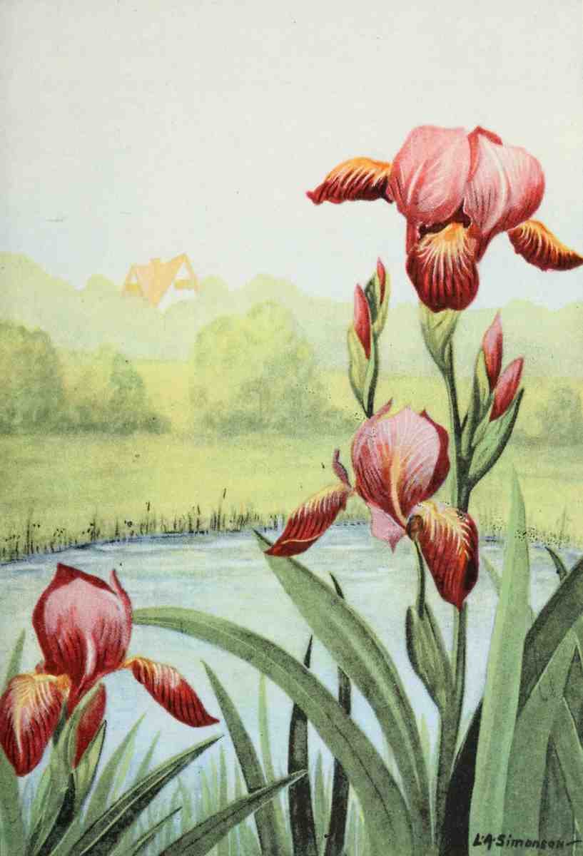 Garden Flowers 1926 Iris LA Simonson A4 Photo Print