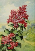 Garden Flowers 1926 Lilac A4 Photo Print