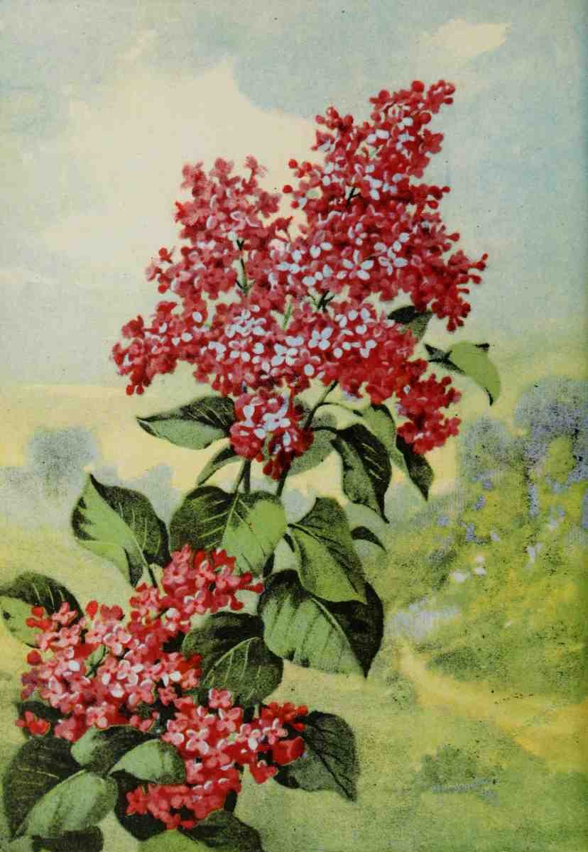 Garden Flowers 1926 Lilac A4 Photo Print