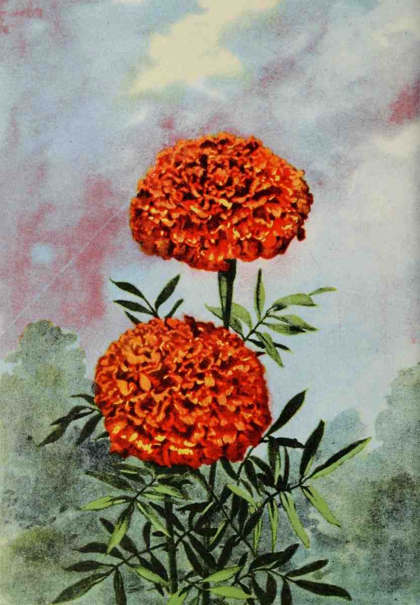 Garden Flowers 1926 Marigold A4 Photo Print