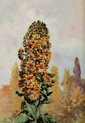 Garden Flowers 1926 Mignonette A4 Photo Print