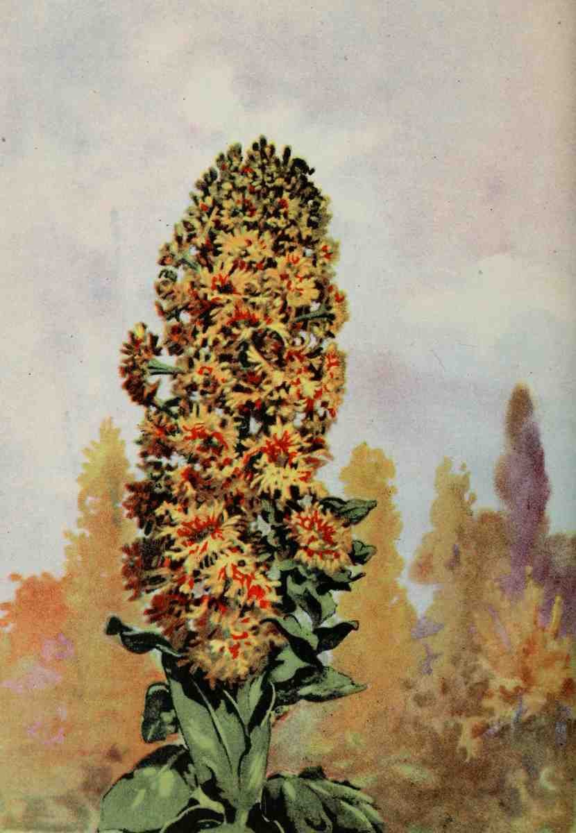 Garden Flowers 1926 Mignonette A4 Photo Print