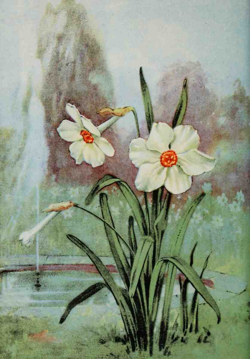 Garden Flowers 1926 Narcissus A4 Photo Print