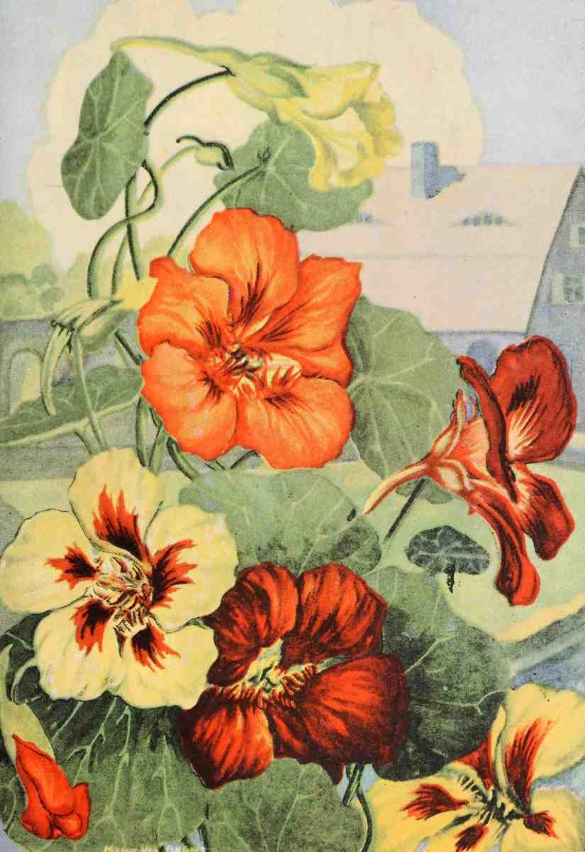 Garden Flowers 1926 Nasturtium A4 Photo Print