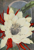 Garden Flowers 1926 Night Blooming Cereus Myron Van Brunt 1887 1963 A4 Photo Print