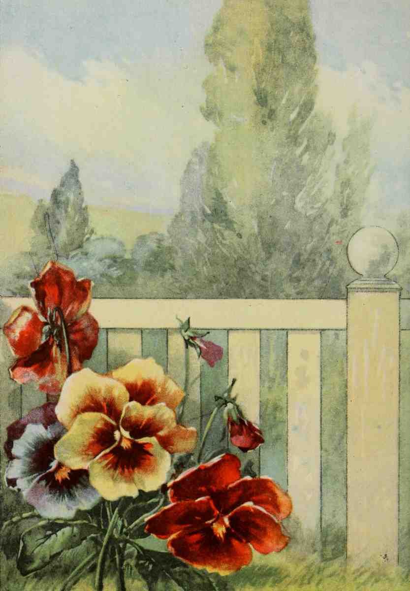 Garden Flowers 1926 Pansy A4 Photo Print