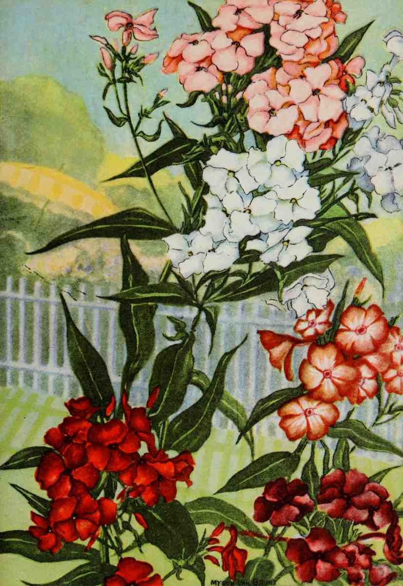 Garden Flowers 1926 Phlox A4 Photo Print