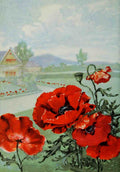 Garden Flowers 1926 Poppy A4 Photo Print