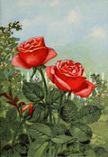 Garden Flowers 1926 Rose A4 Photo Print