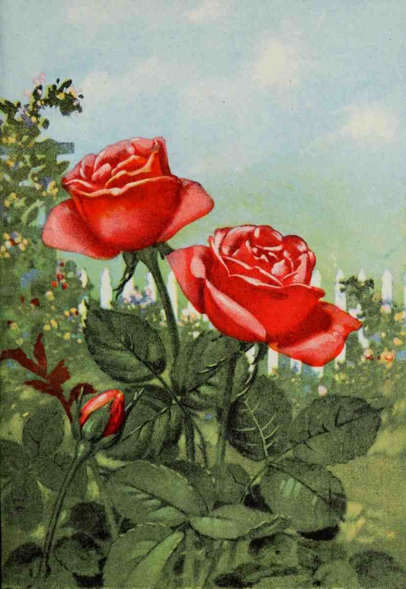 Garden Flowers 1926 Rose A4 Photo Print
