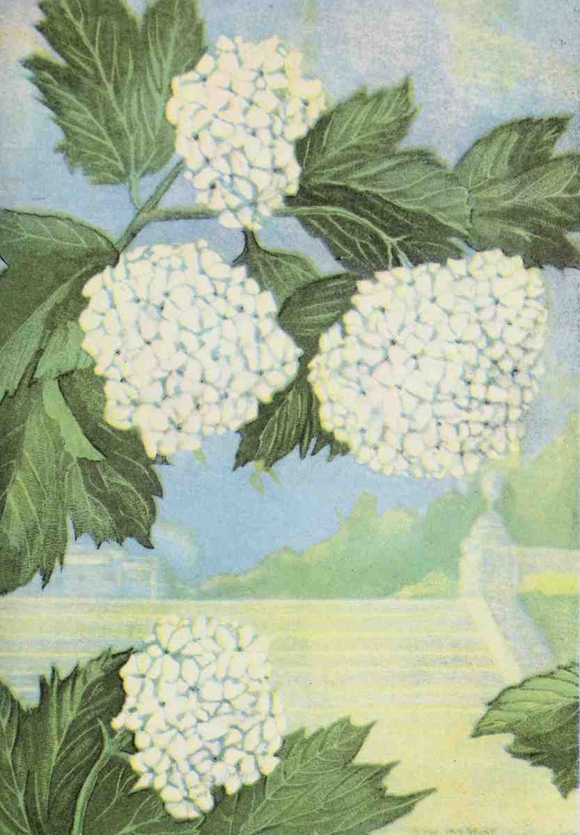 Garden Flowers 1926 Snowball A4 Photo Print