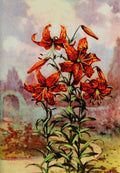 Garden Flowers 1926 Tiger Lily A4 Photo Print