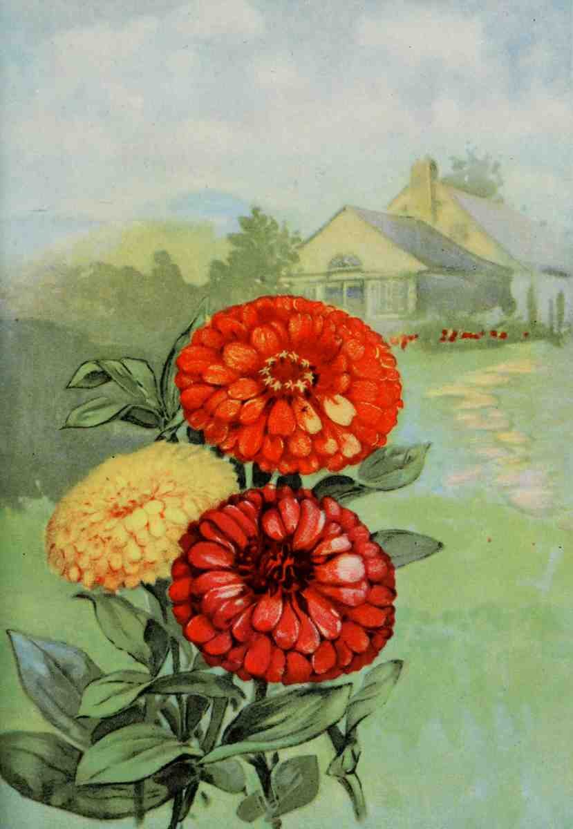 Garden Flowers 1926 Zinnia A4 Photo Print