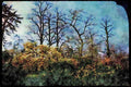 Gardens 214093 Kew Gardens, England A4 Limited Edition Watercolour Print