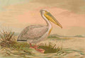 Geirter Bruno Naumann 1897 Pelican A4 Photo Print