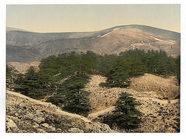 General view of the cedars of Lebanon Vintage A4 Photo Print