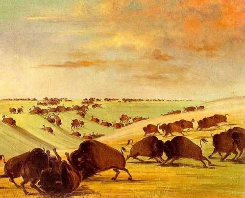 George Catlin Bizons A4 Photo Print