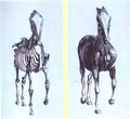 George Stubbs frontal view of the skeleton of a horse study no 10 from Art A4 Photo Print