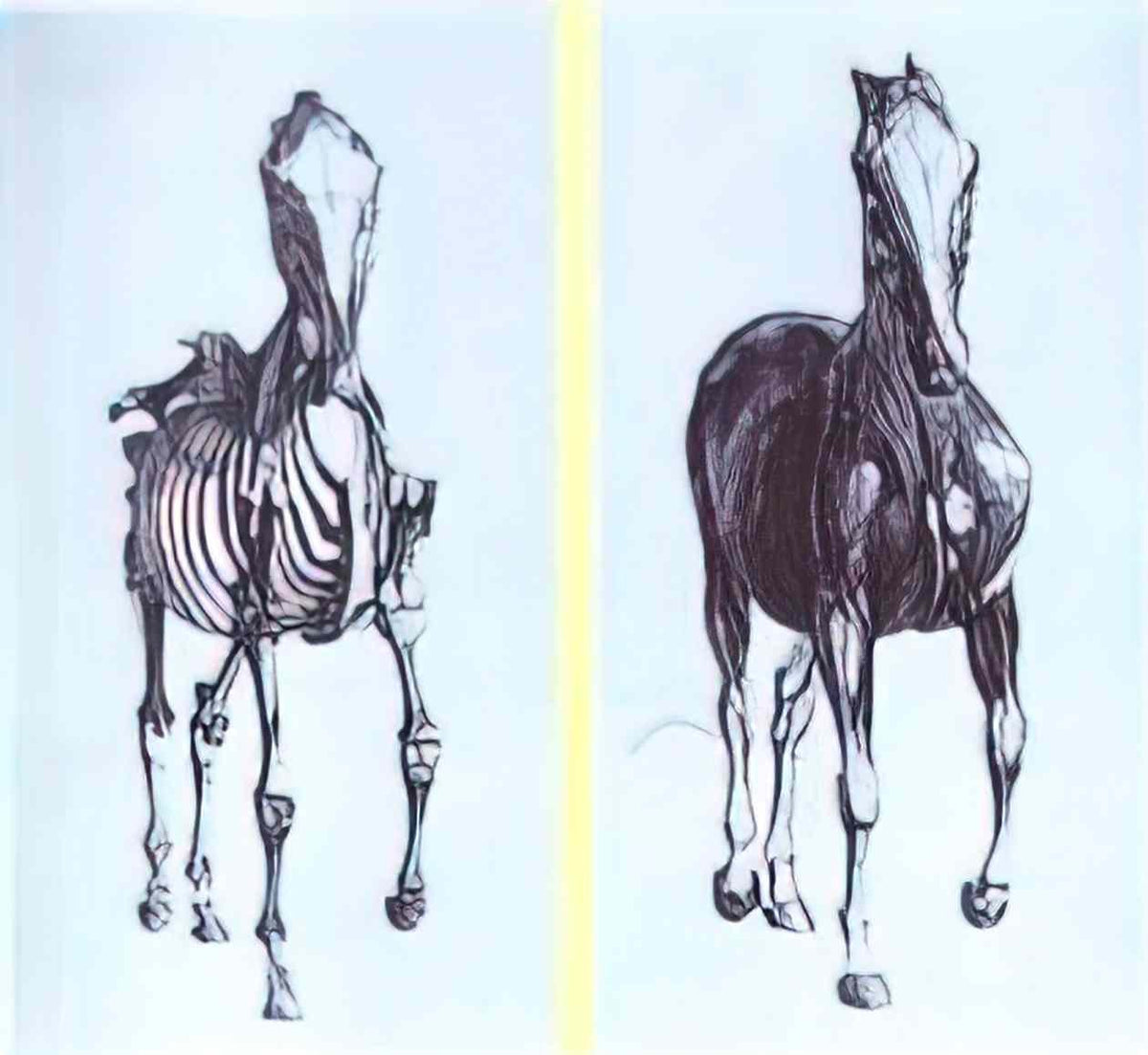 George Stubbs frontal view of the skeleton of a horse study no 10 from Art A4 Photo Print