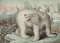 Gibson and Co Polar Bear 1873 A4 Photo Print
