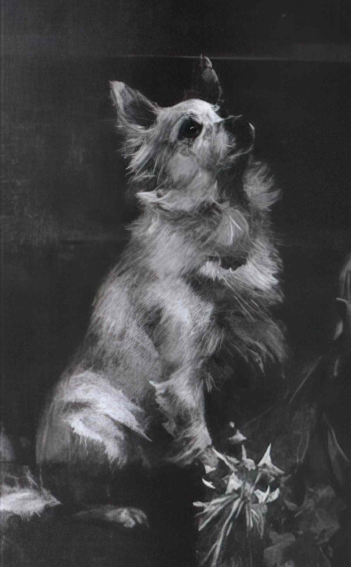 Giovanni Boldini a pampered pup fanned with flowers Art A4 Photo Print