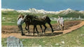 Giovanni Segantini das pfl gen 1890 Art A4 Photo Print UK