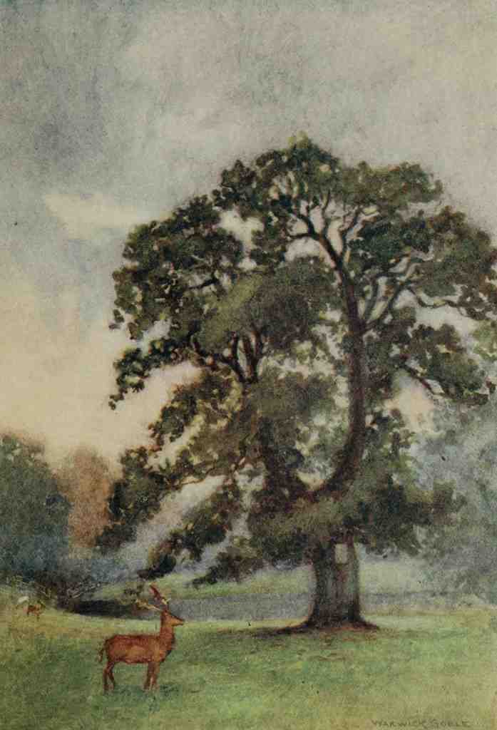 Goble Warwick Abbeys England 1908 Woburn Abbots Oak A4 Photo Print