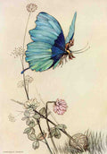 Goble Warwick Fairy Book 1913 Butterfly Took Wing A4 Photo Print