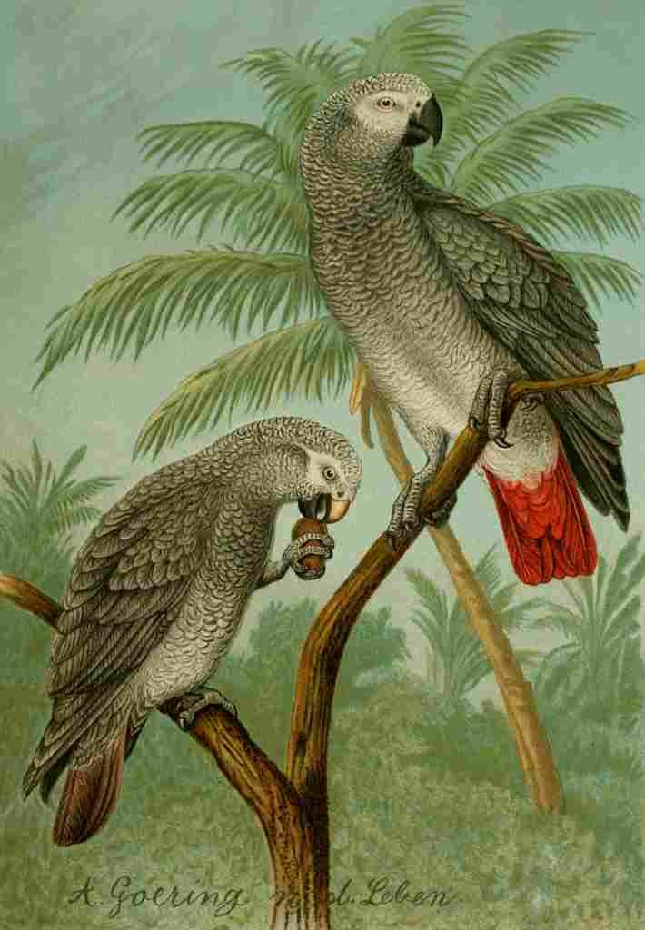Goering Anton 1836 1905 Der Graupapagei 1895 Psittacus A4 Photo Print