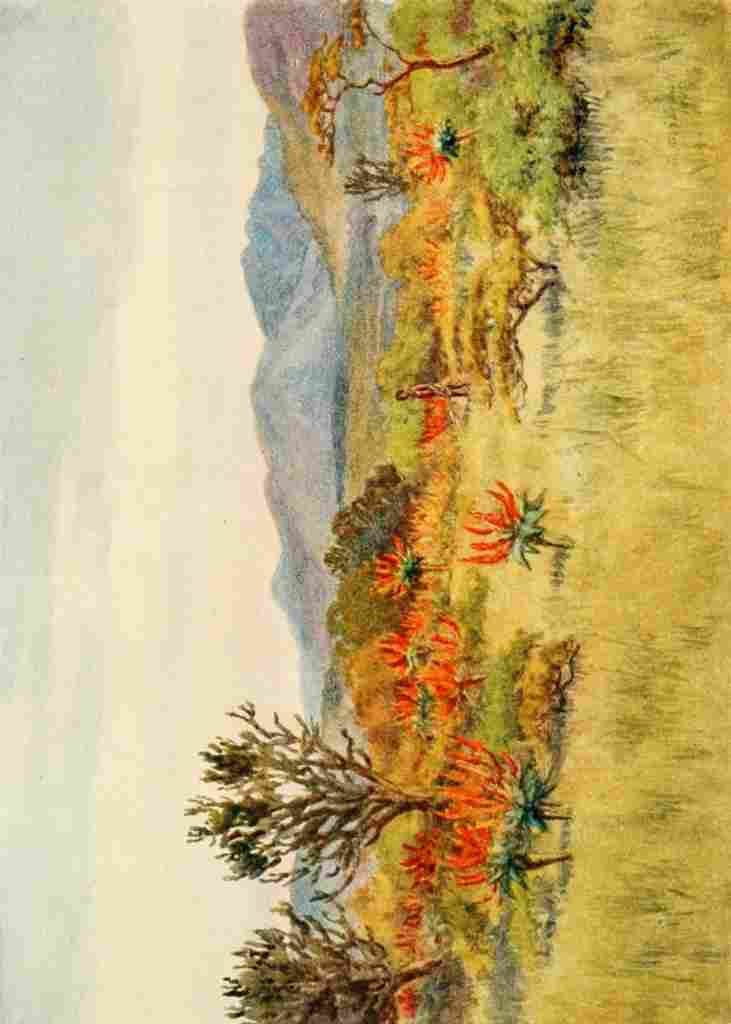 Goodall AM South Africa 1910 Hunting on the bush veld A4 Photo Print