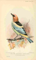 Goodchild H Bird Notes 1902 Black backed Tanager A4 Photo Print
