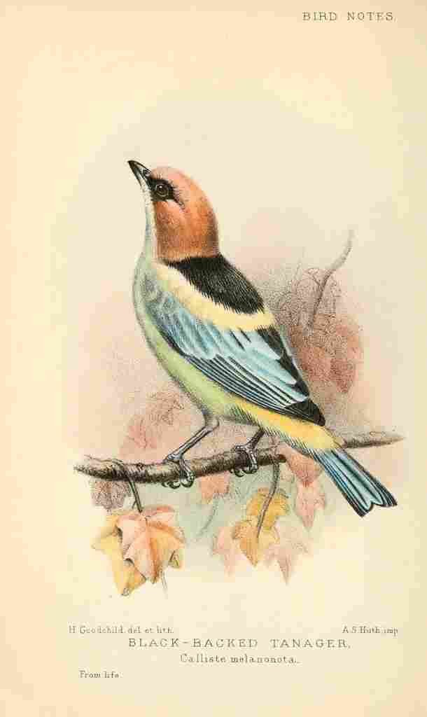 Goodchild H Bird Notes 1902 Black backed Tanager A4 Photo Print