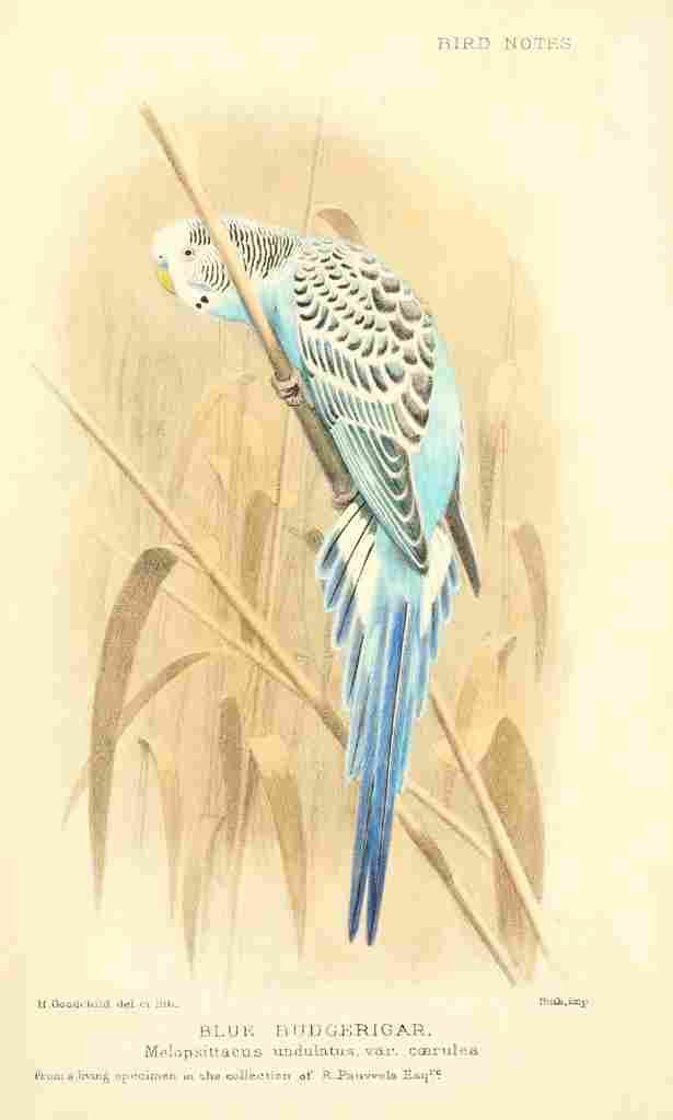 Goodchild H Bird Notes 1902 Blue Budgerigar A4 Photo Print