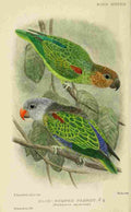 Goodchild H Bird Notes 1902 Blue rumped Parrot A4 Photo Print