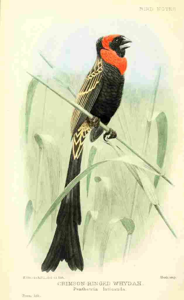 Goodchild H Bird Notes 1902 Crimson winged Whydah A4 Photo Print