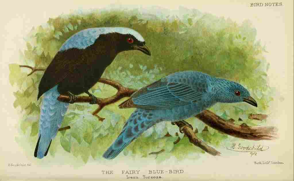 Goodchild H Bird Notes 1902 Fairy Blue bird A4 Photo Print