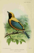 Goodchild H Bird Notes 1902 Gold & Green Tanager A4 Photo Print