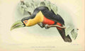 Goodchild H Bird Notes 1902 Green billed Toucan A4 Photo Print