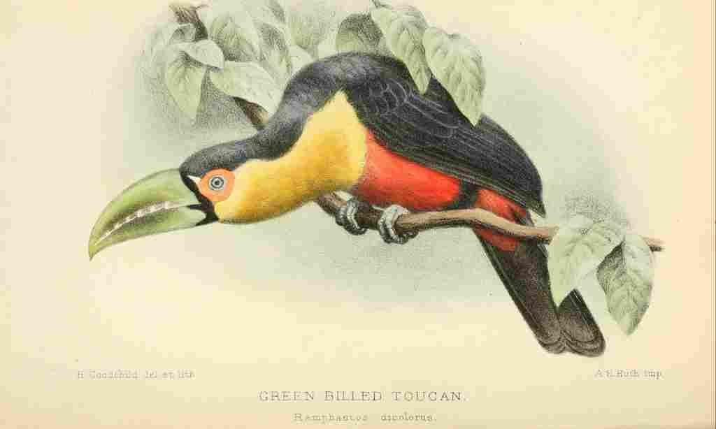 Goodchild H Bird Notes 1902 Green billed Toucan A4 Photo Print