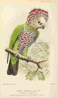 Goodchild H Bird Notes 1902 Hawk headed Caique A4 Photo Print
