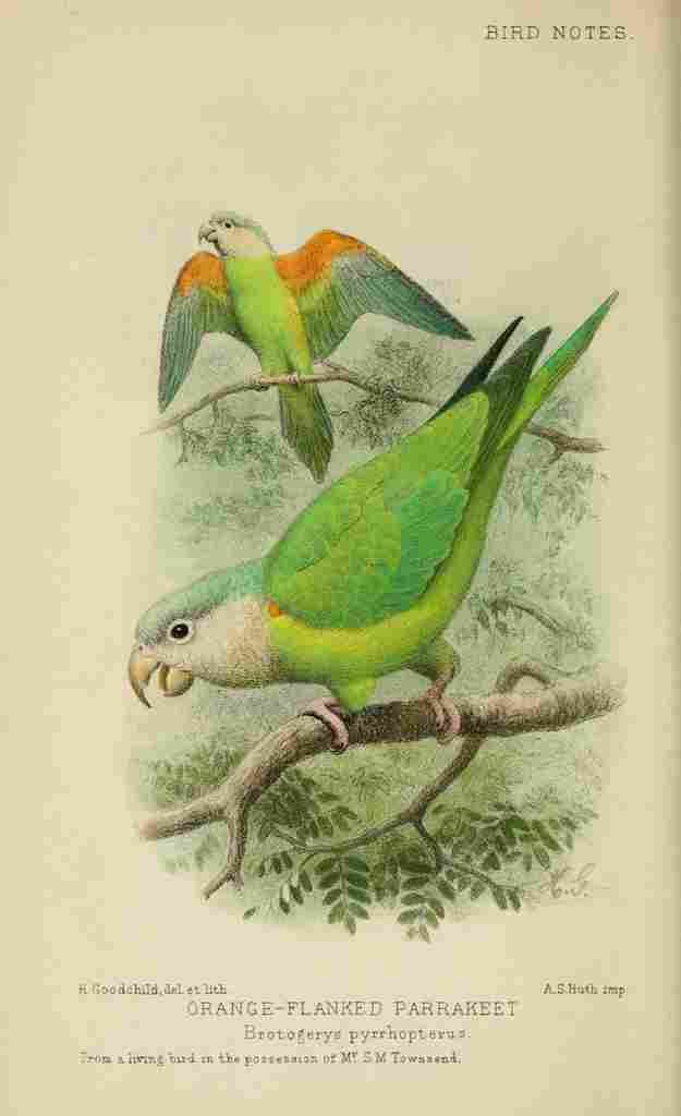 Goodchild H Bird Notes 1902 Orange flanked Parakeet A4 Photo Print